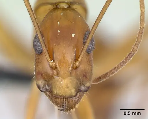 Camponotus hovahovoides - CASENT0496908