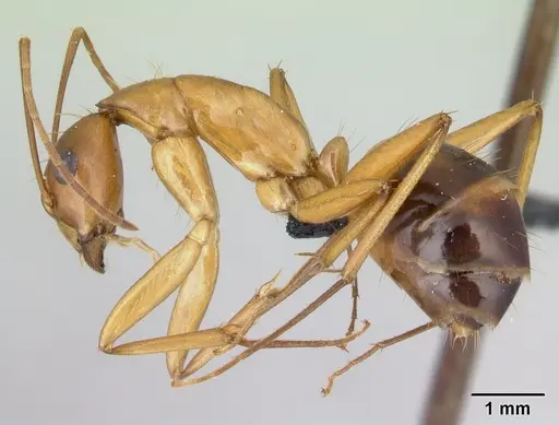 Camponotus hovahovoides - CASENT0496908