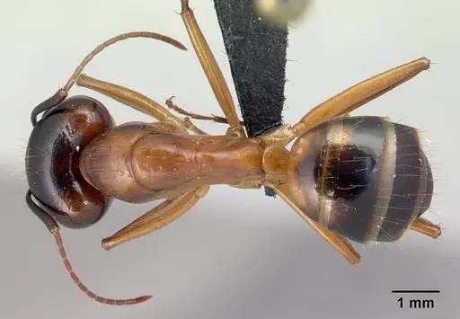 Camponotus hovahovoides - CASENT0496910