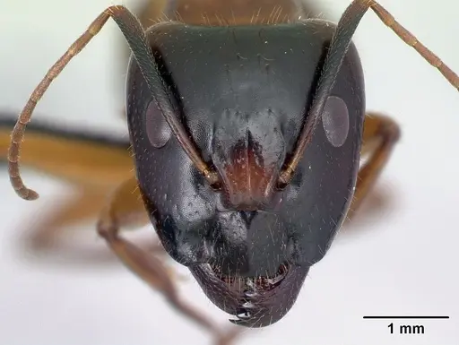 Camponotus hovahovoides - CASENT0496910