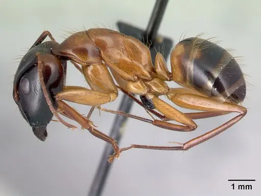 Camponotus hovahovoides - CASENT0496910