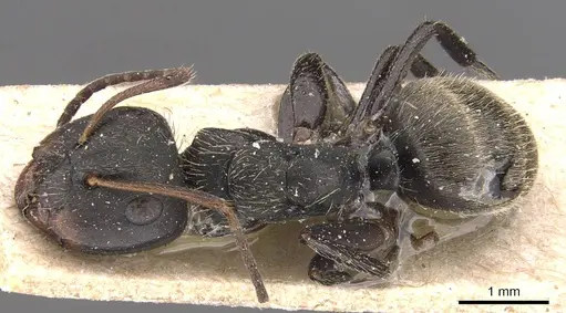 Camponotus humeralis specimen
