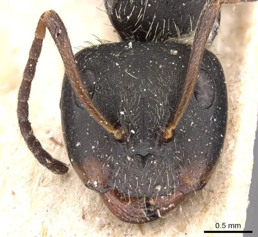Camponotus humeralis specimen