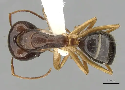 Camponotus humilior specimen