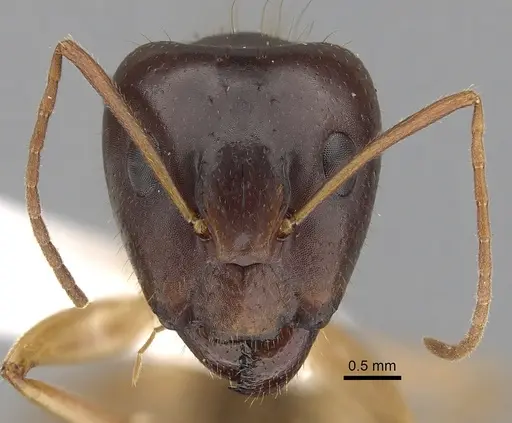 Camponotus humilior specimen