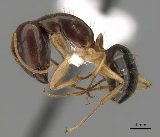 Camponotus humilior specimen