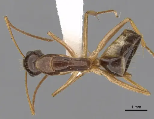 Camponotus humilior - CASENT0280224