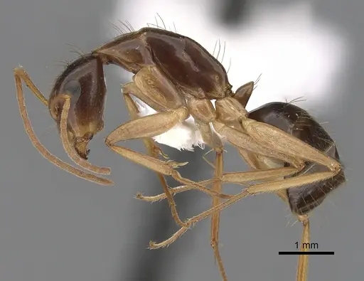 Camponotus humilior - CASENT0280224