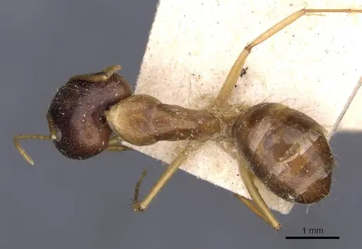 Camponotus humilior - CASENT0910181