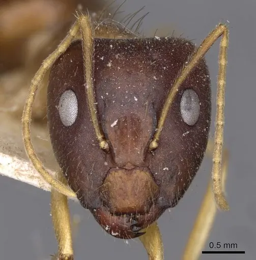 Camponotus humilior - CASENT0910181