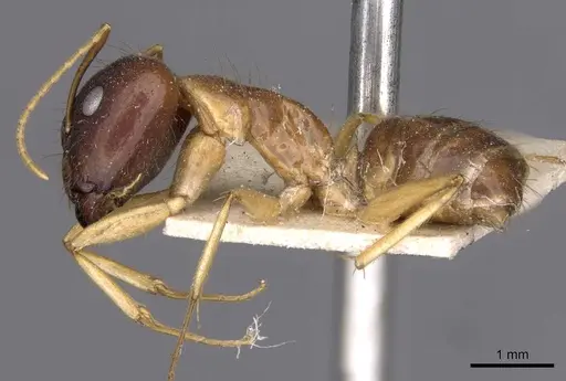 Camponotus humilior - CASENT0910181