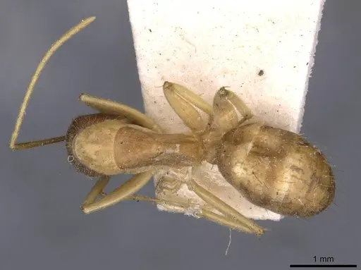 Camponotus humilior - CASENT0910182