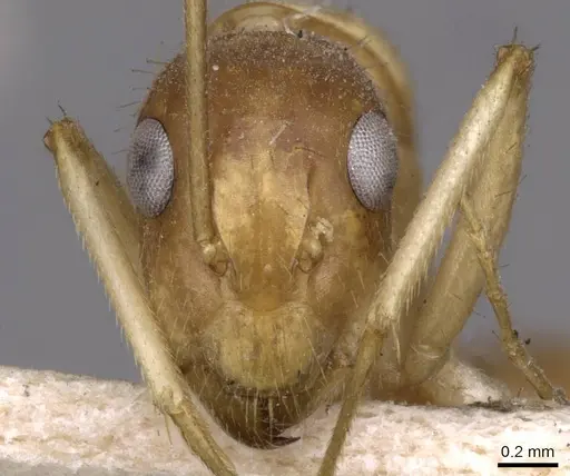 Camponotus humilior - CASENT0910182