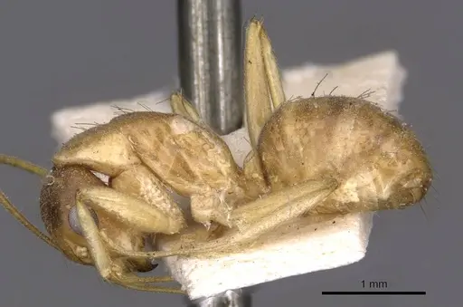 Camponotus humilior - CASENT0910182