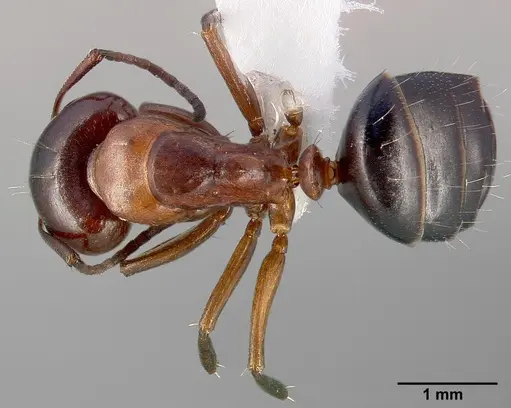 Camponotus hyatti specimen