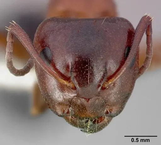 Camponotus hyatti specimen