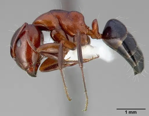 Camponotus hyatti specimen