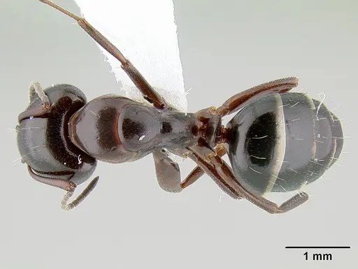 Camponotus hyatti - CASENT0106032