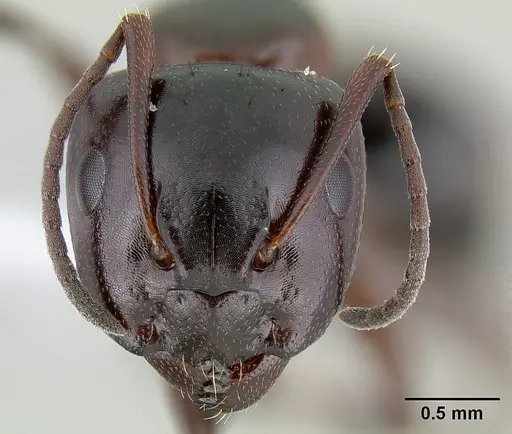 Camponotus hyatti - CASENT0106032