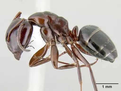 Camponotus hyatti - CASENT0106032