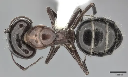 Camponotus hyatti - CASENT0246641