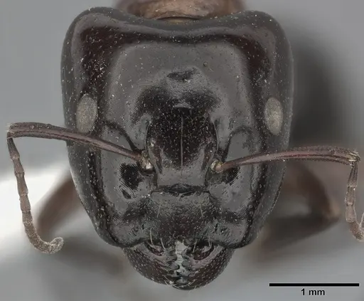 Camponotus hyatti - CASENT0246641