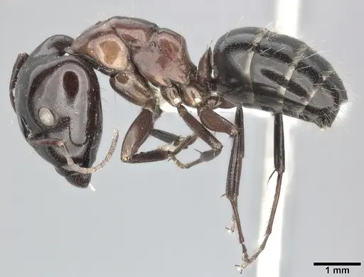 Camponotus hyatti - CASENT0246641