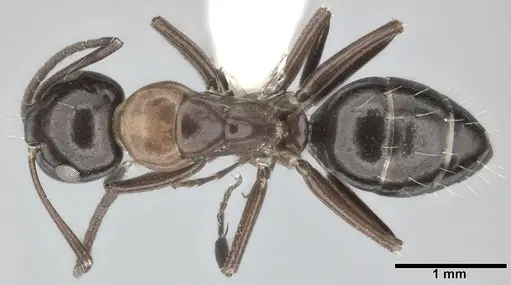 Camponotus hyatti - CASENT0246642