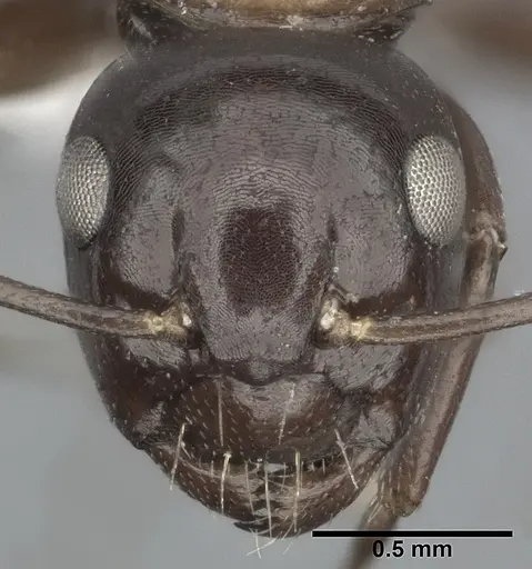 Camponotus hyatti - CASENT0246642
