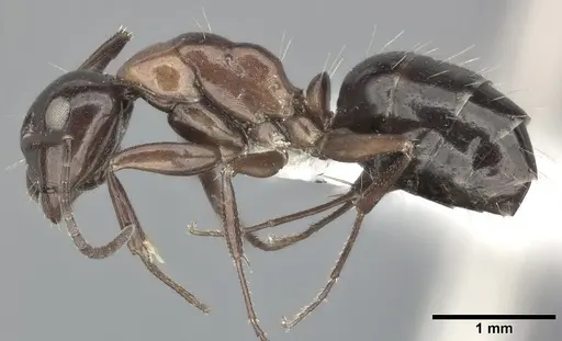 Camponotus hyatti - CASENT0246642