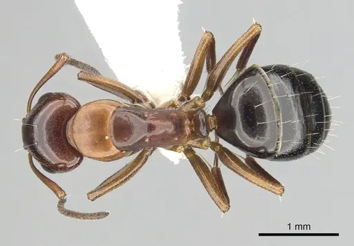 Camponotus hyatti - CASENT0249374