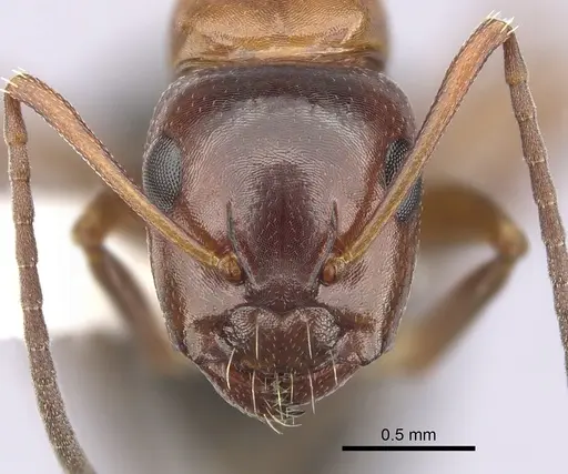 Camponotus hyatti - CASENT0249374