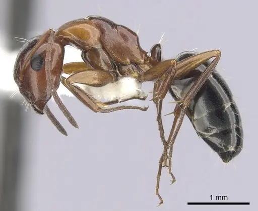 Camponotus hyatti - CASENT0249374