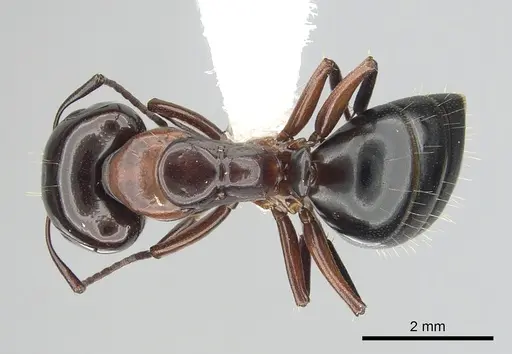 Camponotus hyatti - CASENT0249375