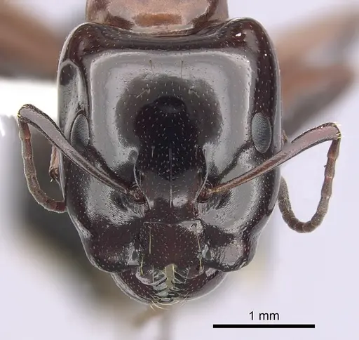 Camponotus hyatti - CASENT0249375