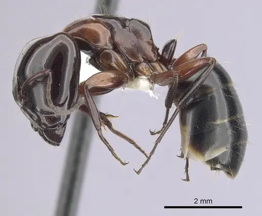 Camponotus hyatti - CASENT0249375