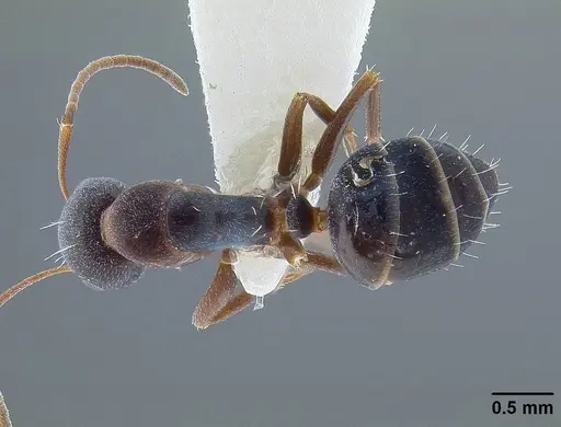 Camponotus hyatti - CASENT0844067