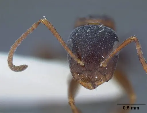 Camponotus hyatti - CASENT0844067
