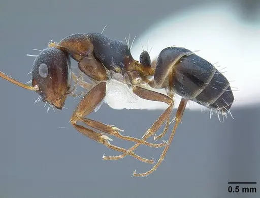 Camponotus hyatti - CASENT0844067