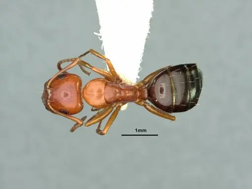 Camponotus hyatti - CASENT0883404