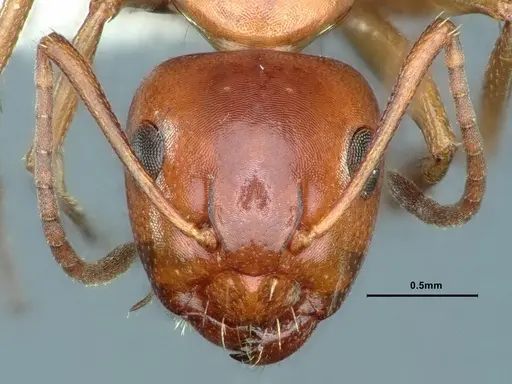 Camponotus hyatti - CASENT0883404