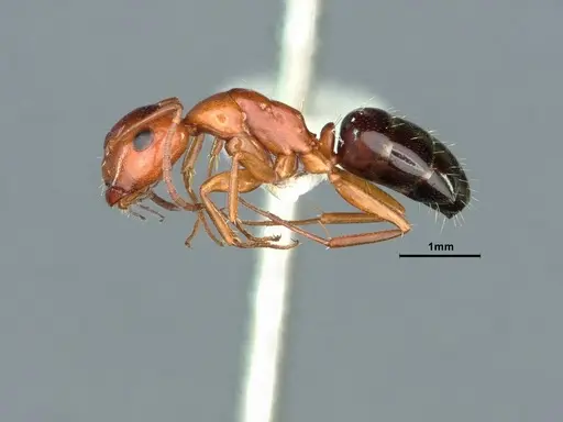Camponotus hyatti - CASENT0883404