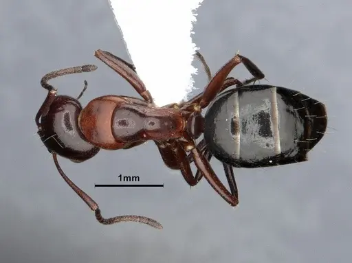 Camponotus hyatti - CASENT0884335