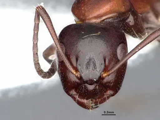 Camponotus hyatti - CASENT0884335