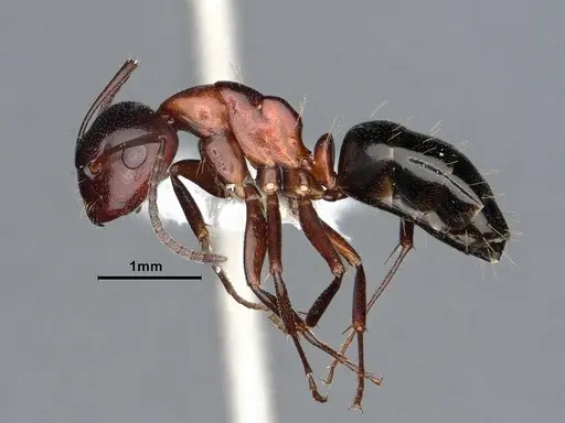 Camponotus hyatti - CASENT0884335