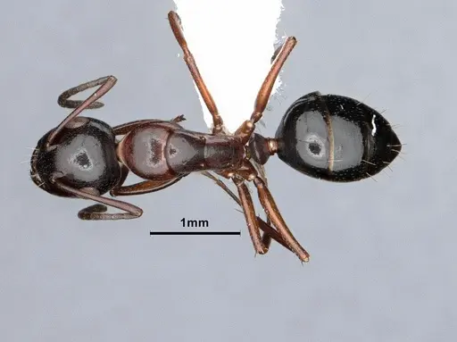 Camponotus hyatti - CASENT0884336