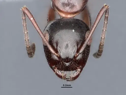 Camponotus hyatti - CASENT0884336