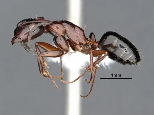 Camponotus hyatti - CASENT0884336