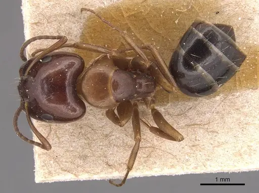 Camponotus hyatti - CASENT0905393