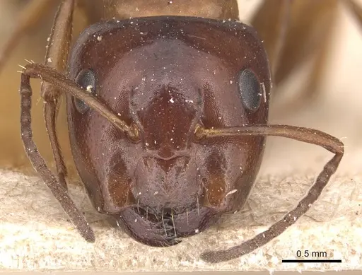 Camponotus hyatti - CASENT0905393